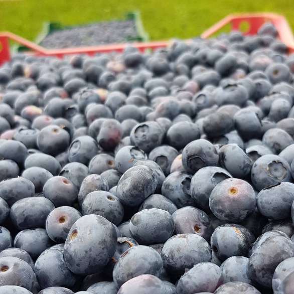 تصویر 3 از فروش عمده بلوبری در رشت + فروش عمده بلوبری در تهران