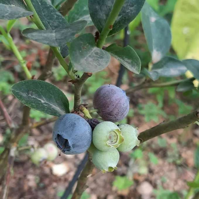 تصویر 4 از نهال بلوبری از کجا بخریم + فروش نهال بلوبری گلدانی