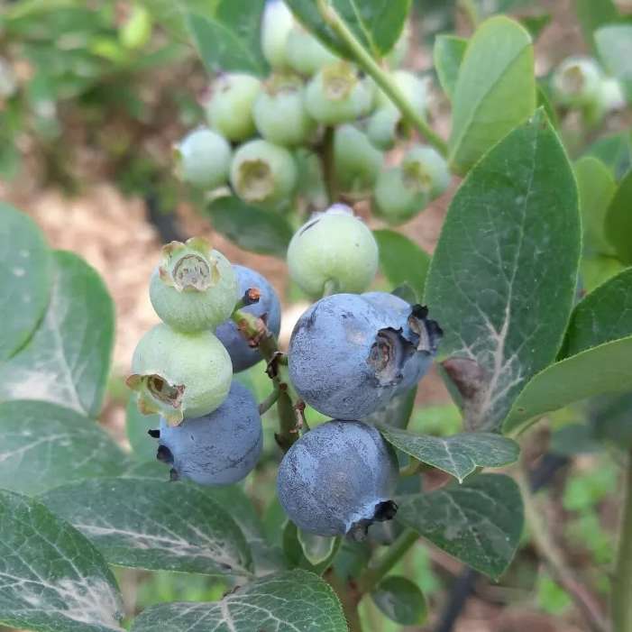 تصویر 5 از نهال بلوبری از کجا بخریم + فروش نهال بلوبری گلدانی