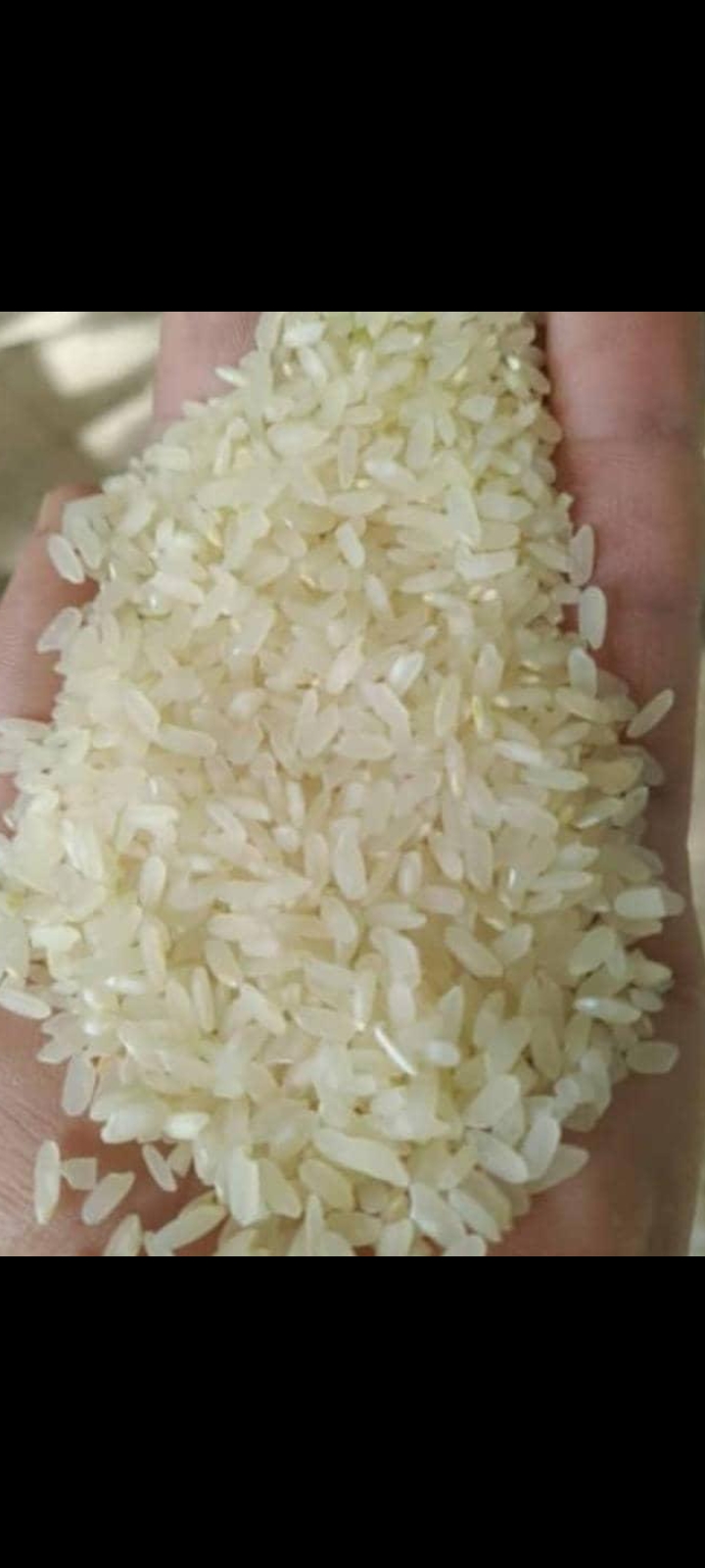 تصویر 4 از برنج کامفیروزی اصل استان فارس