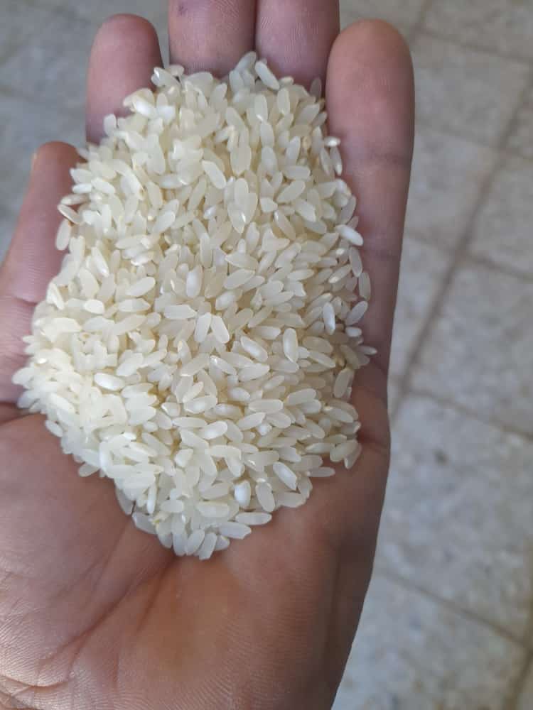 تصویر 2 از برنج کامفیروزی اصل استان فارس