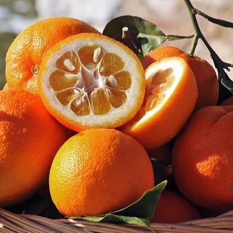 انواع کنسانتره نارنج برای آشپزی و نوشیدنی های خانگی