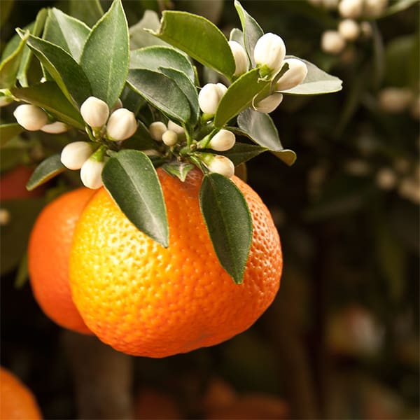 تصویر 1 از کنسانتره نارنج جناح بسته بندی مقاوم برای نگهداری طولانی