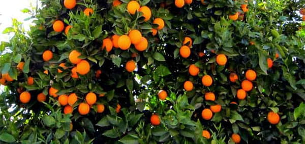 تصویر 3 از کنسانتره نارنج جناح بسته بندی مقاوم برای نگهداری طولانی