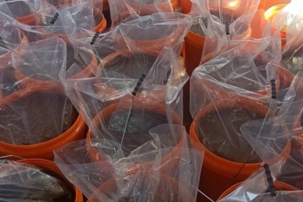 کود مرغی مایع بن چیکو با قدرت جذب بالا و تقویت بافت گیاهان