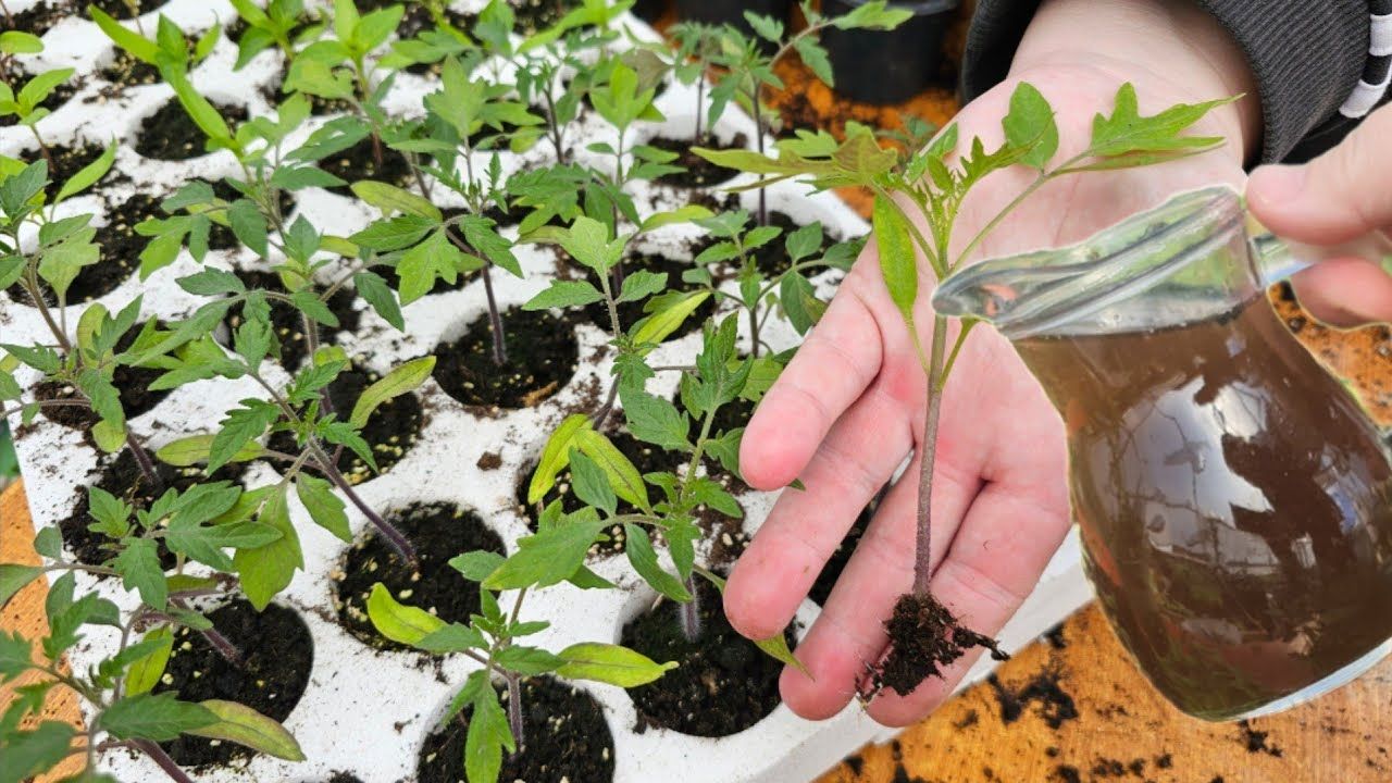 تصویر 2 از کود مرغی مایع تاومیل مناسب تغذیه تدریجی و پایداری زیستی خاک