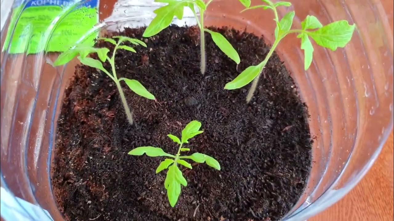 تصویر 3 از کود مرغی مایع تاومیل مناسب تغذیه تدریجی و پایداری زیستی خاک