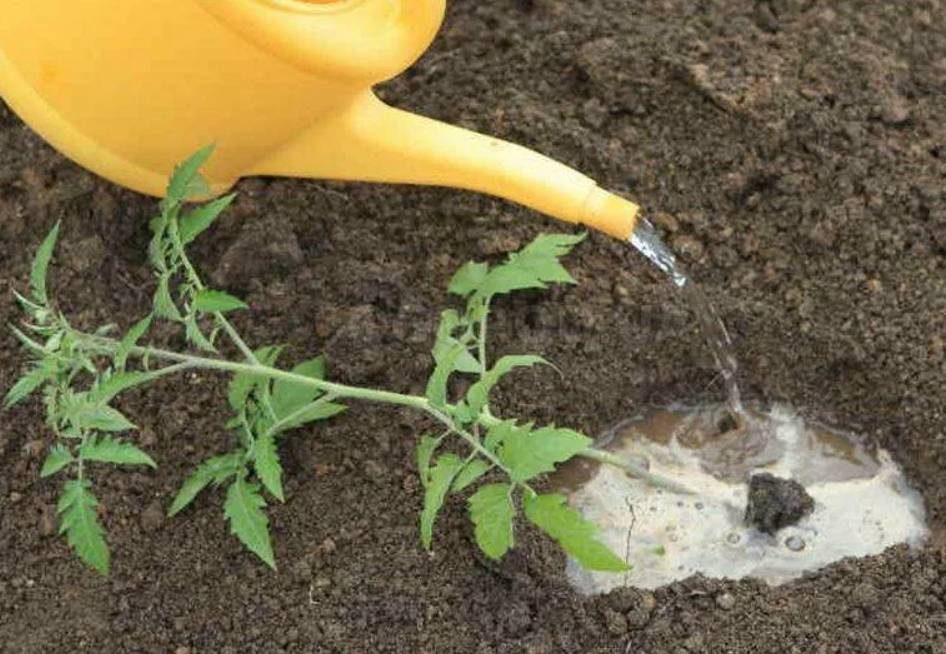 کود مرغی مایع غنی شده با تراکم بالای ریزمغذی‌ ها و نفوذ موثر