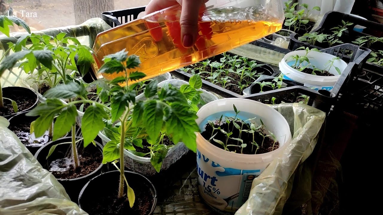 تصویر 3 از کود مرغی مایع غنی شده با تراکم بالای ریزمغذی‌ ها و نفوذ موثر