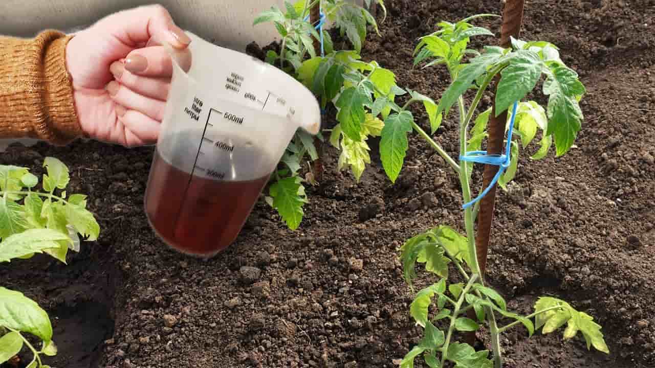 تصویر 4 از کود مرغی ارگانیک 20 لیتری با منشا طبیعی و سازگاری کامل زیست محیطی