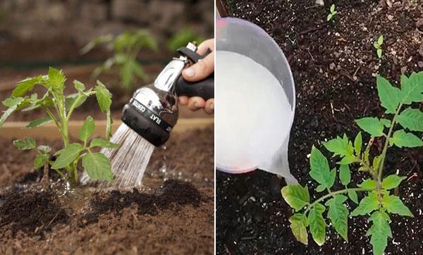 تصویر 4 از کود مرغی مایع برای پسته با تغذیه عمقی و تقویت توان باردهی درخت