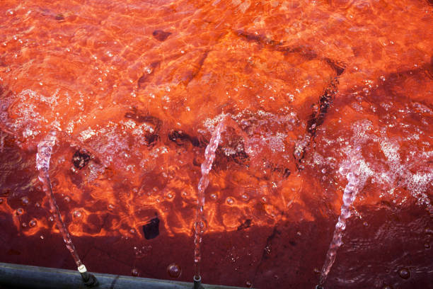 تصویر 5 از گوگرد قرمز نیمه میکرونیزه با خلوص 98 درصد