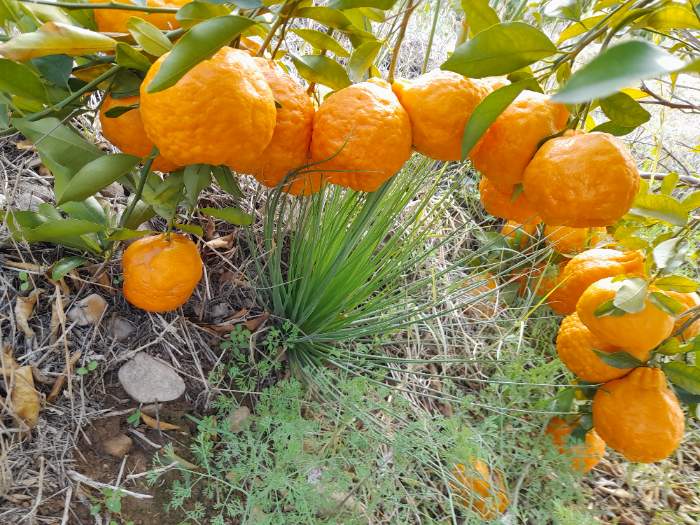 تصویر 2 از نارنگی هسته دار با طعم غنی و بافت نرم