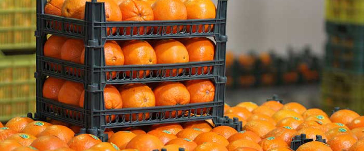 پرتقال محلی