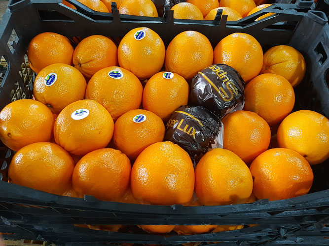 قیمت پرتقال محلی