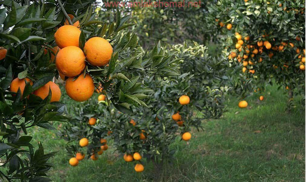 تصویر 4 از پرتقال عمده شمال با رنگ روشن و کیفیت صادراتی