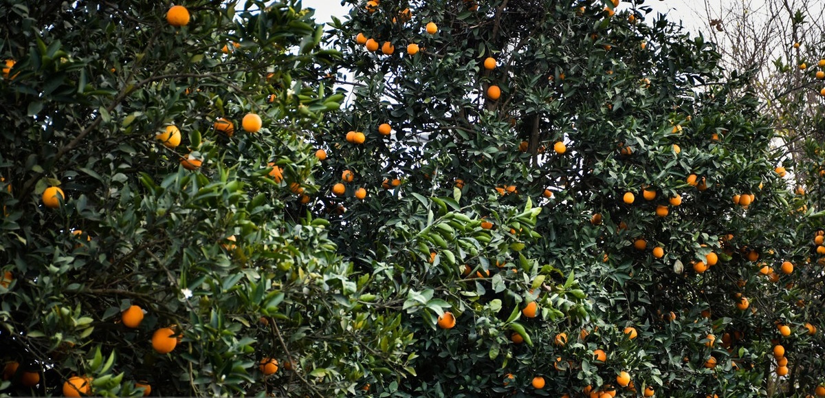 تصویر 2 از پرتقال مارس با طعم شیرین و بافت آبدار با پوستی نازک