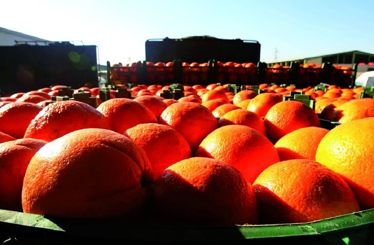 تصویر 4 از پرتقال مارس با طعم شیرین و بافت آبدار با پوستی نازک