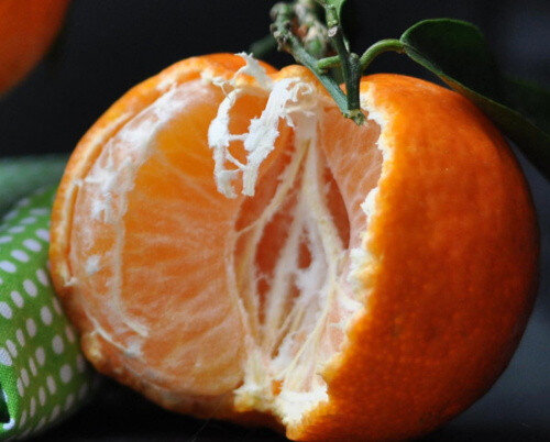 نارنگی مازندران تازه برداشت سالم از باغ‌ های شمال