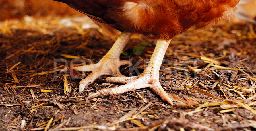 تصویر 4 از کود مرغی برای زعفران با ترکیب مغذی ویژه و افزایش گل‌ دهی