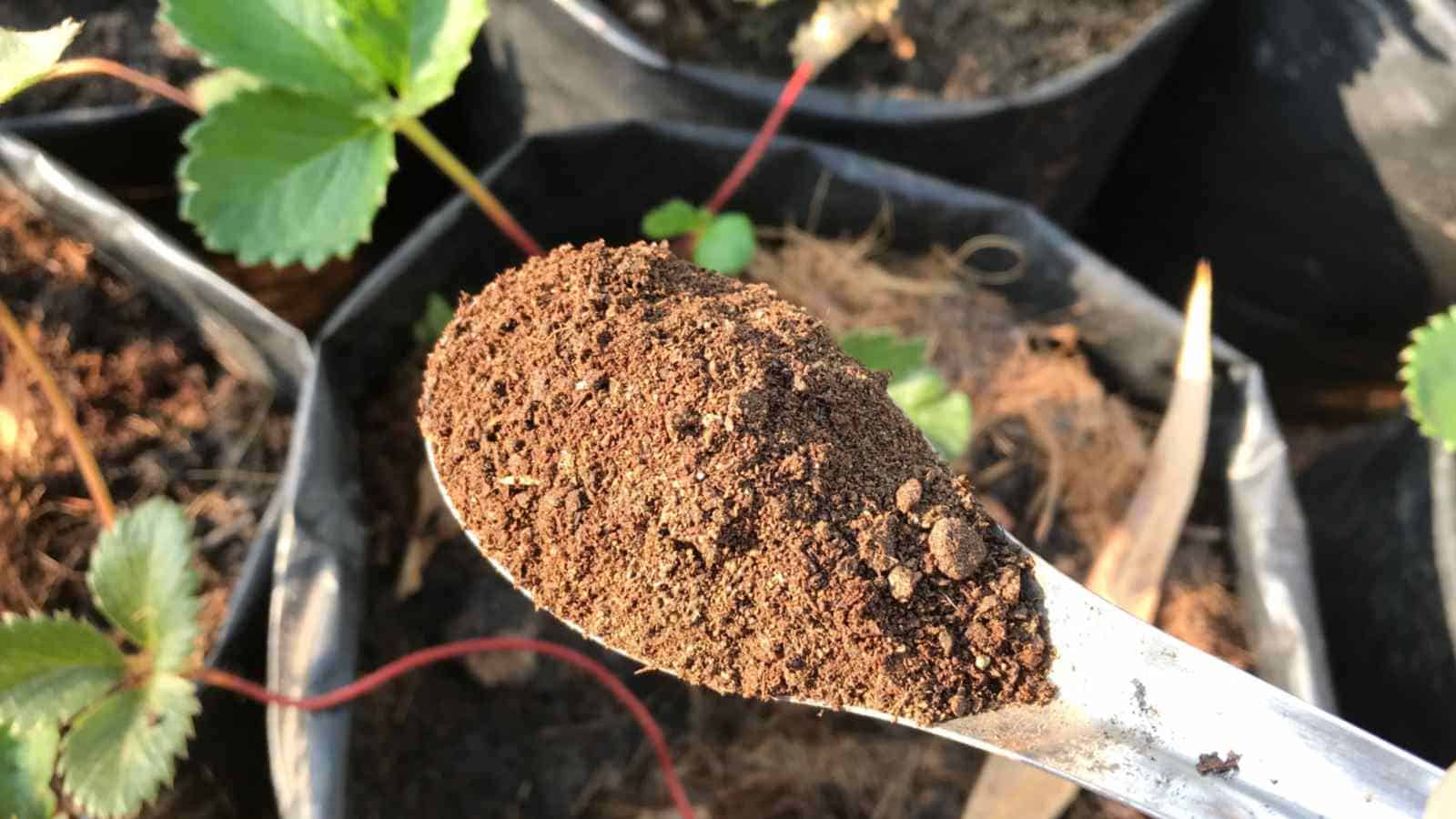 کود مرغی برای خیار با تقویت گل‌ دهی و رشد سالم ساقه‌ ها