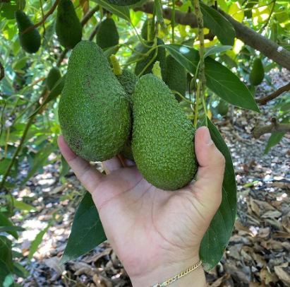 تصویر 4 از مرکز فروش عمده آووکادو در ایران بصورت مستقیم از مزرعه