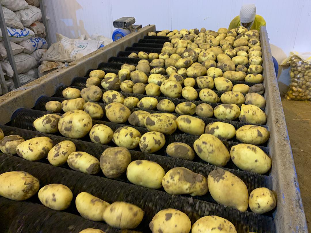 تصویر 3 از لیست قیمت انواع سیب زمینی مخصوص چیپس و خلال فروش عمده کیفیت صادراتی + قیمت رقابتی