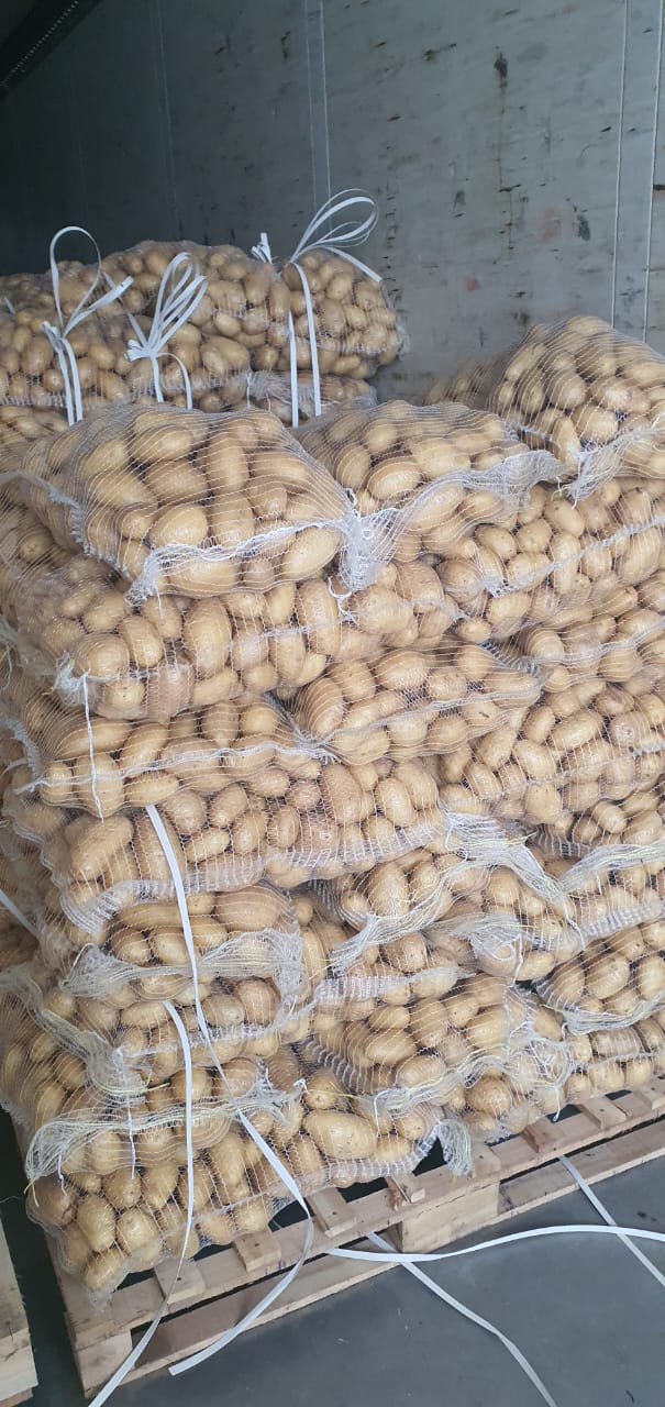 تصویر 2 از لیست قیمت انواع سیب زمینی مخصوص چیپس و خلال فروش عمده کیفیت صادراتی + قیمت رقابتی