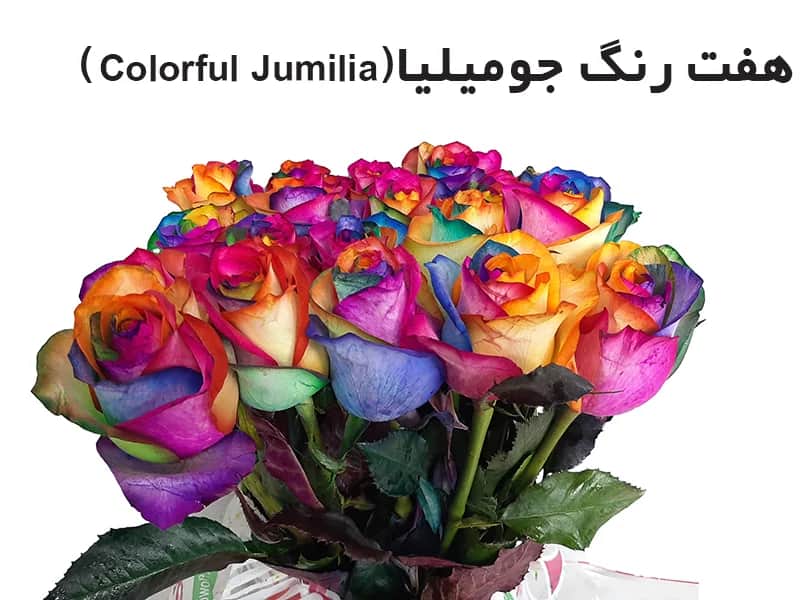 تصویر 4 از رز هلندی آبی مناسب تزیین