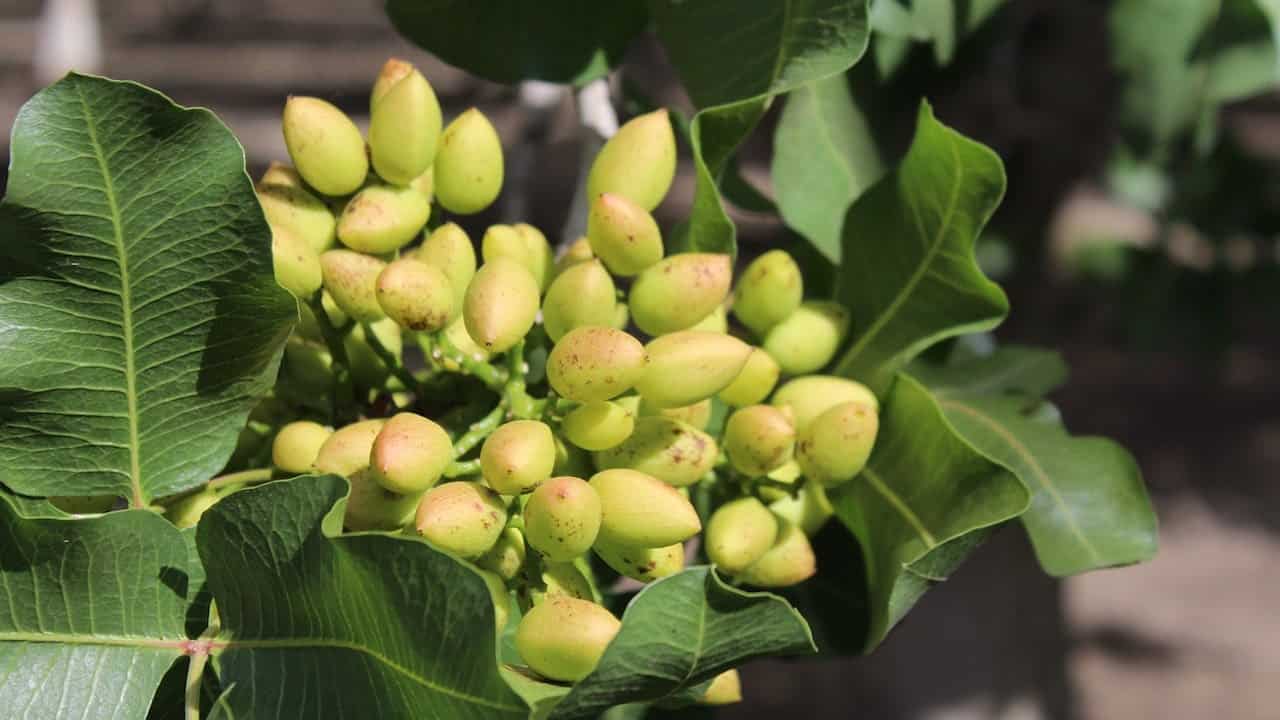 پسته احمدآقایی درجه یک تازه و دستچین شده