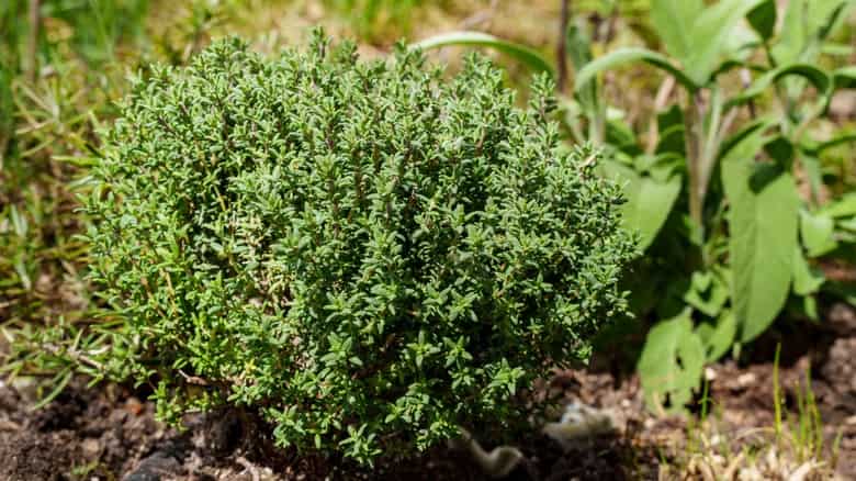 آویشن رشت با ویژگی های بومی و طبیعی