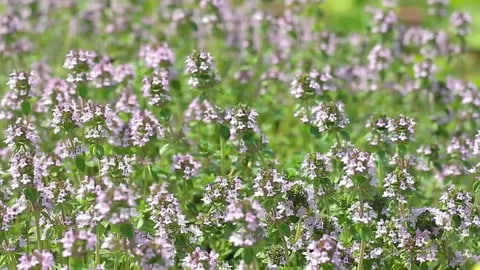 تصویر 2 از گل آویشن والایار مناسب ترکیب با گیاهان معطر