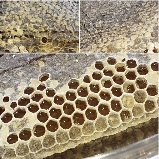 تصویر 2 از عسل گلبرگ سبلان بافتی نرم و طعمی ملایم از شهد گل‌ های کوهستانی