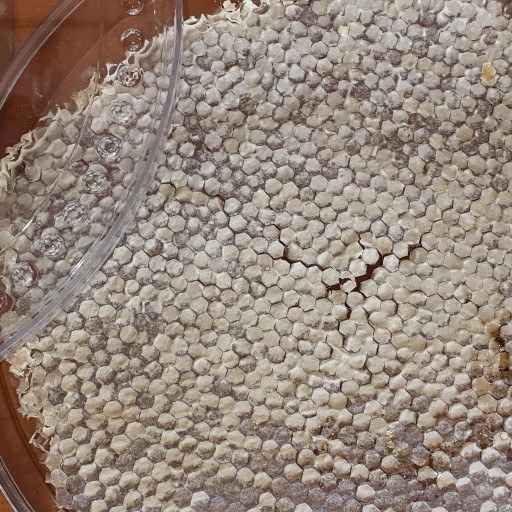 عسل چهل گیاه ممتاز خوانسار 3000 گرم انتخاب ایده‌آل برای هدیه یا استفاده خانوادگی