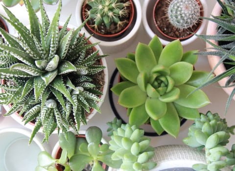 کاکتوس تزیینی