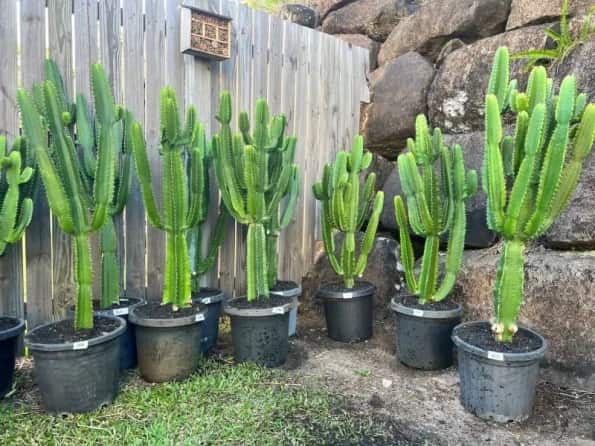 کاکتوس رونده مناسب ایجاد پوشش سبز در فضای باز و بالکن