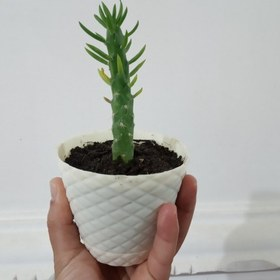 تصویر 1 از کاکتوس رونده مناسب ایجاد پوشش سبز در فضای باز و بالکن