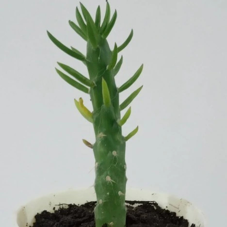 تصویر 2 از کاکتوس رونده مناسب ایجاد پوشش سبز در فضای باز و بالکن