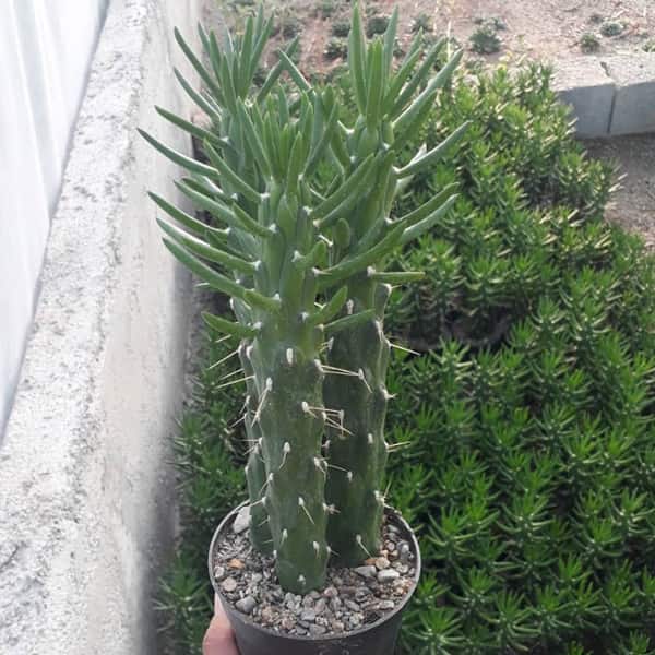 تصویر 3 از کاکتوس رونده مناسب ایجاد پوشش سبز در فضای باز و بالکن