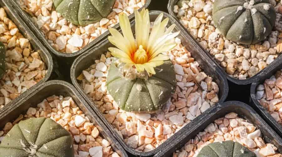 کاکتوس ستاره ای مناسب نگهداری در گلدان‌ های کوچک و میز کار