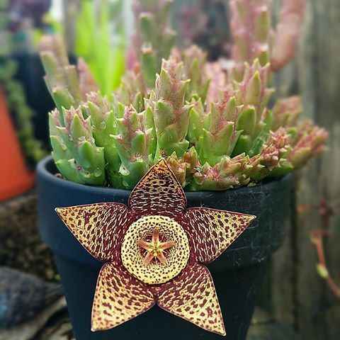 تصویر 2 از کاکتوس ستاره ای مناسب نگهداری در گلدان‌ های کوچک و میز کار