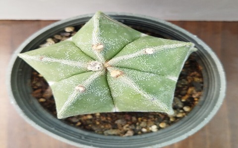 تصویر 3 از کاکتوس ستاره ای مناسب نگهداری در گلدان‌ های کوچک و میز کار