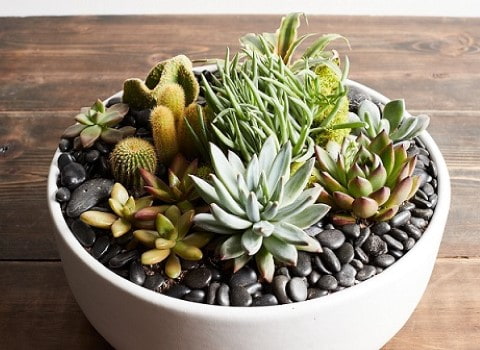 تصویر 4 از کاکتوس ستاره ای مناسب نگهداری در گلدان‌ های کوچک و میز کار