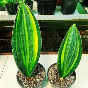 تصویر 1 از سانسوریا باله نهنگ گیاهی مقاوم با برگ‌ های عریض و خاص