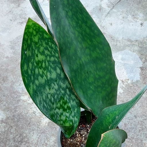 تصویر 2 از سانسوریا باله نهنگ گیاهی مقاوم با برگ‌ های عریض و خاص