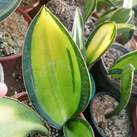 تصویر 3 از سانسوریا باله نهنگ گیاهی مقاوم با برگ‌ های عریض و خاص