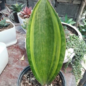 تصویر 4 از سانسوریا باله نهنگ گیاهی مقاوم با برگ‌ های عریض و خاص