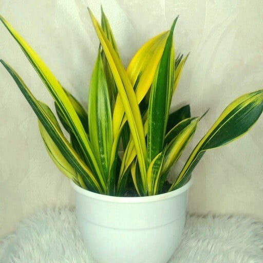 سانسوریا گلد فلیم ویژه دکوراسیون خانگی و دفاتر مدرن