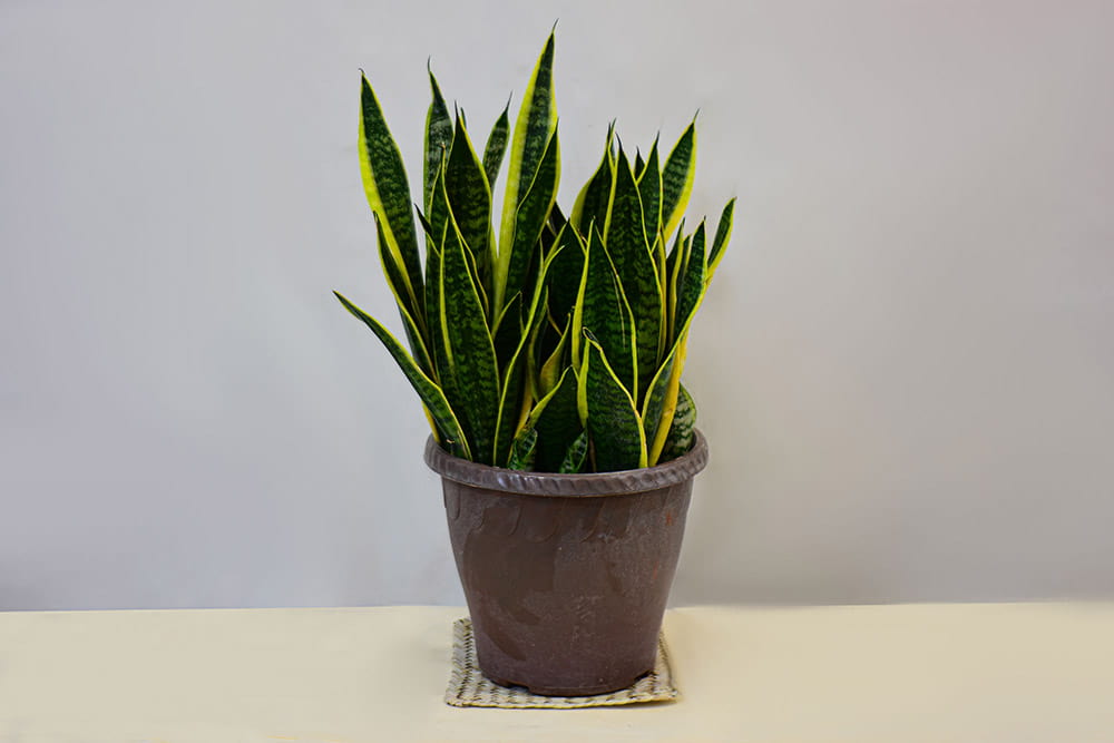 تصویر 1 از سانسوریا گلد فلیم ویژه دکوراسیون خانگی و دفاتر مدرن