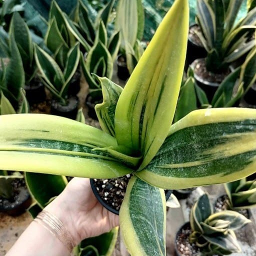 تصویر 2 از سانسوریا گلد فلیم ویژه دکوراسیون خانگی و دفاتر مدرن